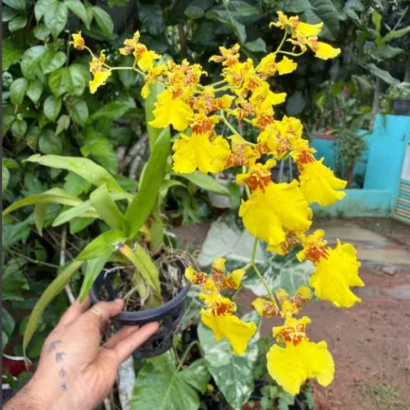 Oncidium (Dancing-Doll Orchid) Category