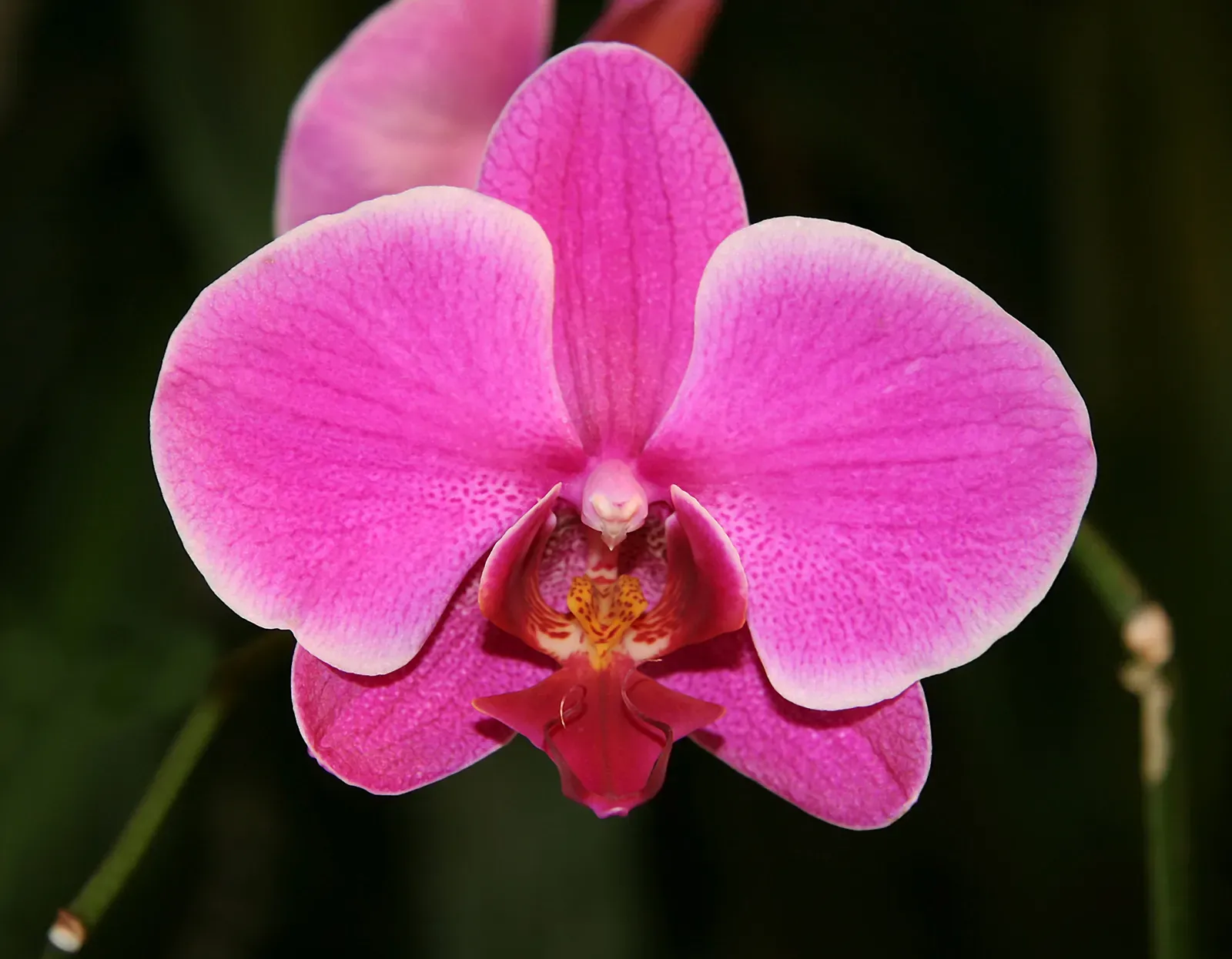 Phalaenopsis (Moth Orchid) Category