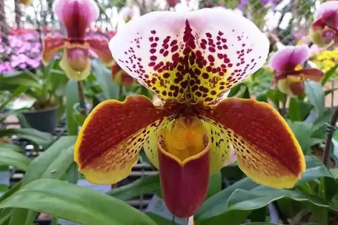 Paphiopedilum (Lady’s Slipper) Category
